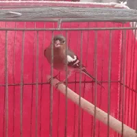 قناری، سهره