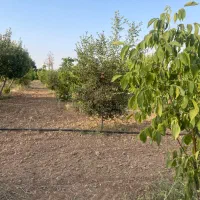 نیازمند باغبان با تجربه