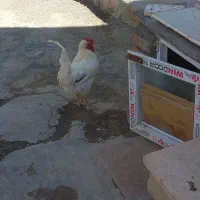 خروس گلین اصل|حیوانات مزرعه|سنندج, |دیوار