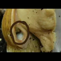 حلزون آچاتینا سوپر مولد|خزنده|بوشهر, |دیوار