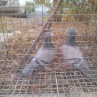 کبوتر پلاکی|پرنده|سهند, |دیوار