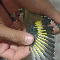 سهره|پرنده|خوی, |دیوار