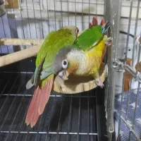 گرینچیک ،طوطی،ملنگو،راهب