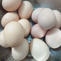 تخم مرغ محلی