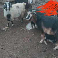 میش وبز|حیوانات مزرعه|بیرجند, |دیوار