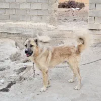 سراب نر  اصیل