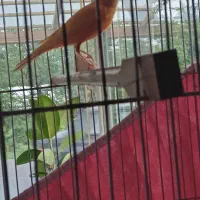 قناری نرپردقالی پوررنگ