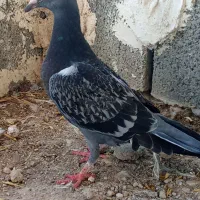 پلاکی و دورگ|پرنده|کازرون, |دیوار