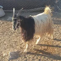 کهره چاق|حیوانات مزرعه|مرودشت, پشت سایپا‎|دیوار