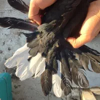 کبوتر|پرنده|شهرکرد, |دیوار