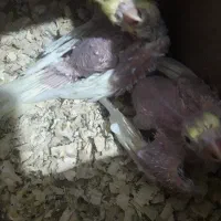 دو عدد عروس هلندی سرلاکی واماده اهلی شدن