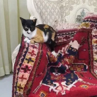واکذاری بچه گربه مهربون انگل زدایی شده