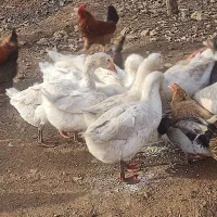 غاز|حیوانات مزرعه|بیرانوند, |دیوار