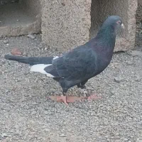 کبوتر و کفتر