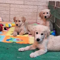 سگ مهربان گلدن ۷۳ روزه با شناسنامه و برگه واکسن