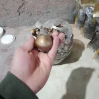 پیاز گل نرگس درجه یک|گل و گیاه طبیعی|بیرجند, |دیوار