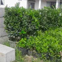 فروش یاس هلندی سطل ۱۰، ۱۲، زباله، وصال ۴۲