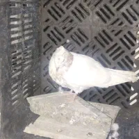 کبوتر ارزان|پرنده|مشهد, کوه سنگی|دیوار