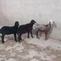 ۳ راس بره نر