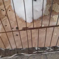 خرگوش