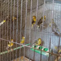 قناری نر بخون