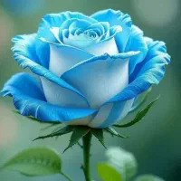 پرستاری نظافت و اسباب کشی خود را به مابسپارید