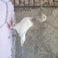 ماده‌ پرشی جنگنده کله هما