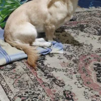 واگذاری سگ ماده اپارتمانی