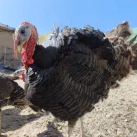 بوقلمون نر و ماده برنز|حیوانات مزرعه|شازند, |دیوار