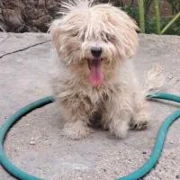 فروش|سگ|بافق, |دیوار