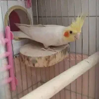 جفت عروس هلندی لوتینو معاوضه با دوچرخه