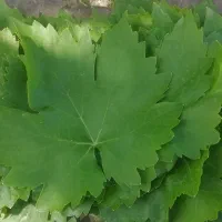 برگ مو تازه و خوش کیفیت