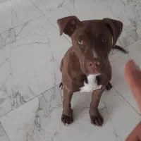 واگذاری توله پیت بول اورج