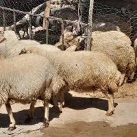 ۱۰عدد گوسفند شیره دار  پستان کرده. دوقلو زا|حیوانات مزرعه|ایلام, |دیوار