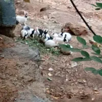 خرگوش