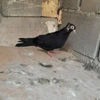 پرشی|پرنده|ایذه, |دیوار
