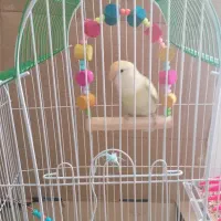 طوطی برزیلی