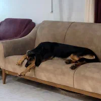 سگ هارهوند دوبر|سگ|رشت, گلزاران|دیوار