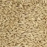 گندم از سه رقم