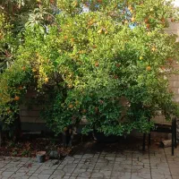 نیاز مند یک سر آشپز