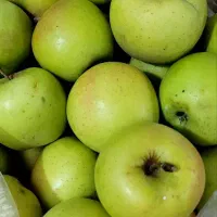 سیب زرد آب دار کلات