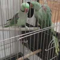 جفت مولد شاه طوطی تضمینی