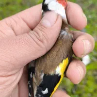 سهره های آنتیک|پرنده|فومن, |دیوار