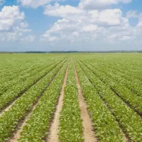 دو هکتار زمین کشاورزی به فروش میرسد