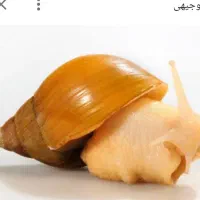 حلزون آلبینو