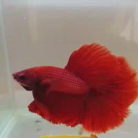 ماهی فایتر|ماهی|تهران, شمیران‌نو|دیوار