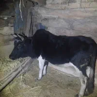 گاو با گوساله ماده|حیوانات مزرعه|صومعهسرا, |دیوار