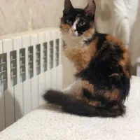 گربه کالیکو نژاد دار