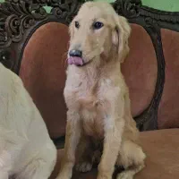 گلدن رتریور رنگ تیره و روشن SC|سگ|تهران, سازمان برنامه جنوبی|دیوار