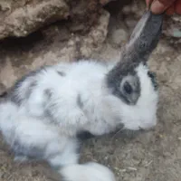 خرگوش ابست